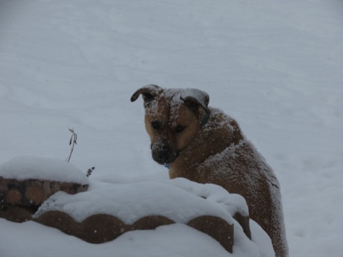 Hattie in the Snow